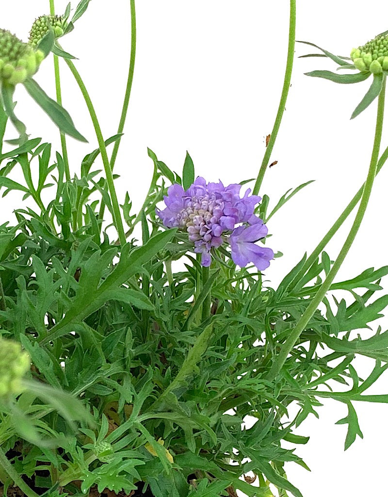 Scabiosa 'Blue Note'  4 inch