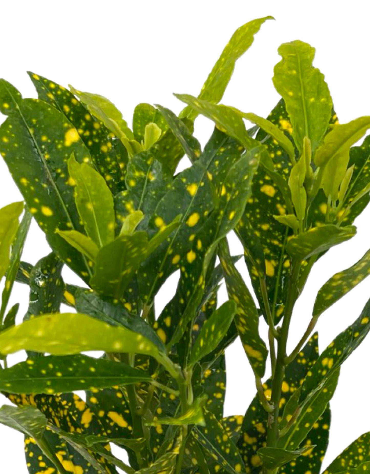 Codiaeum variegatum 'Gold Dust' 4 inch