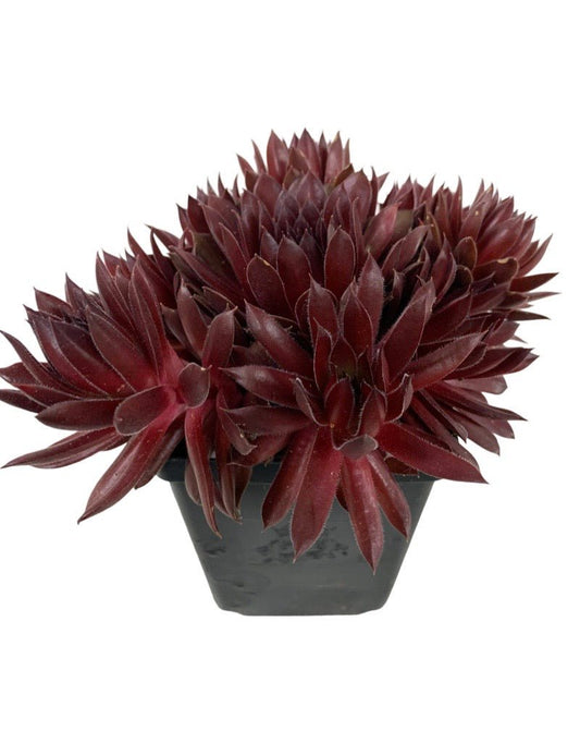 Sempervivum 'Pacific Red Rose' - The Garden Corner