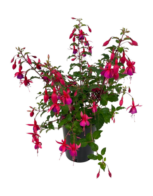 Fuchsia 'Beacon' 1 Gallon - The Garden Corner