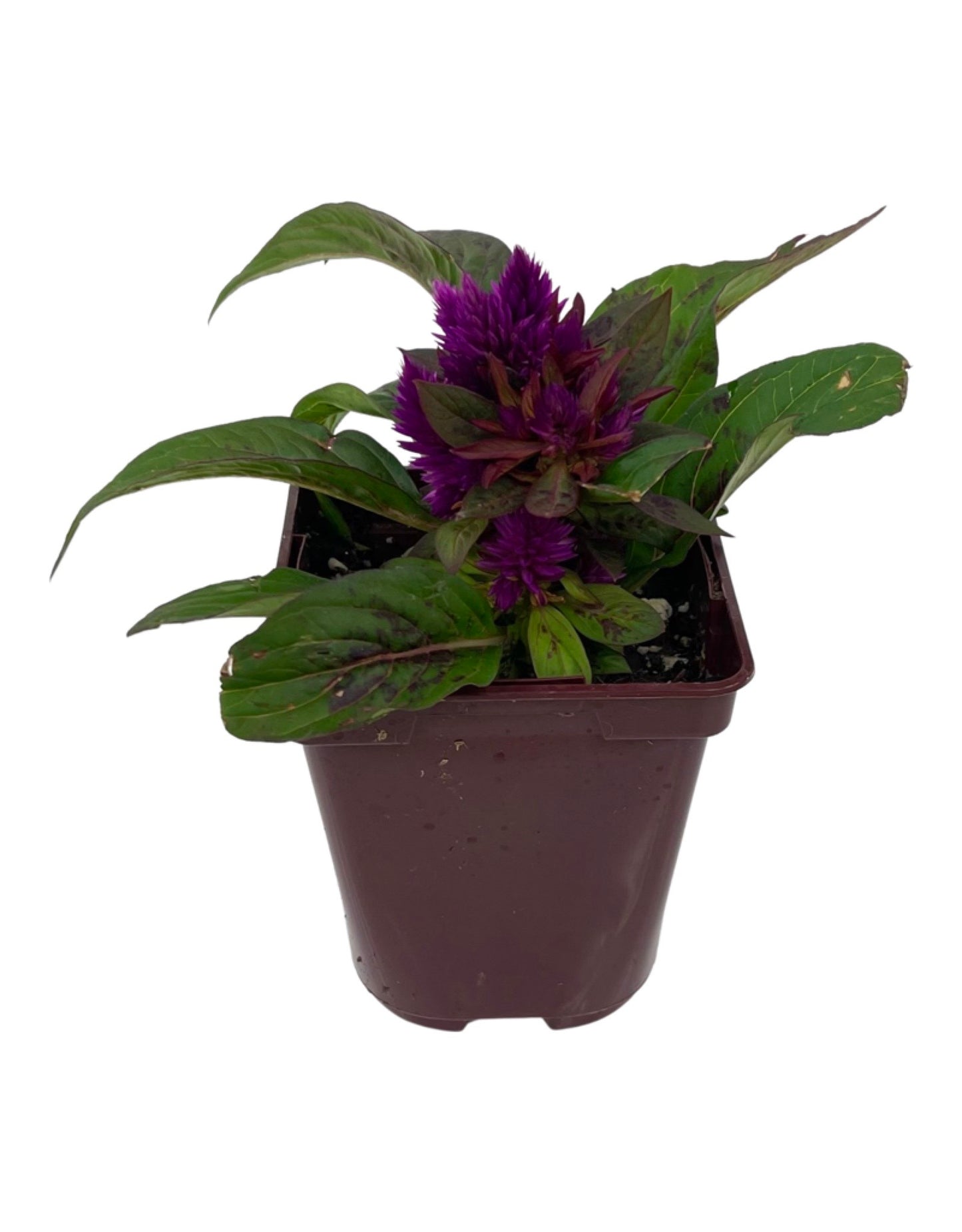 Celosia intenz