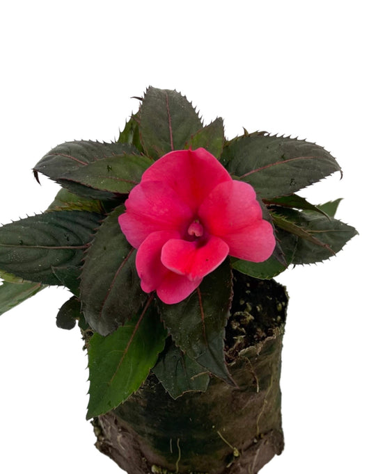 Sunpatiens 'Compact Deep Rose' - The Garden Corner