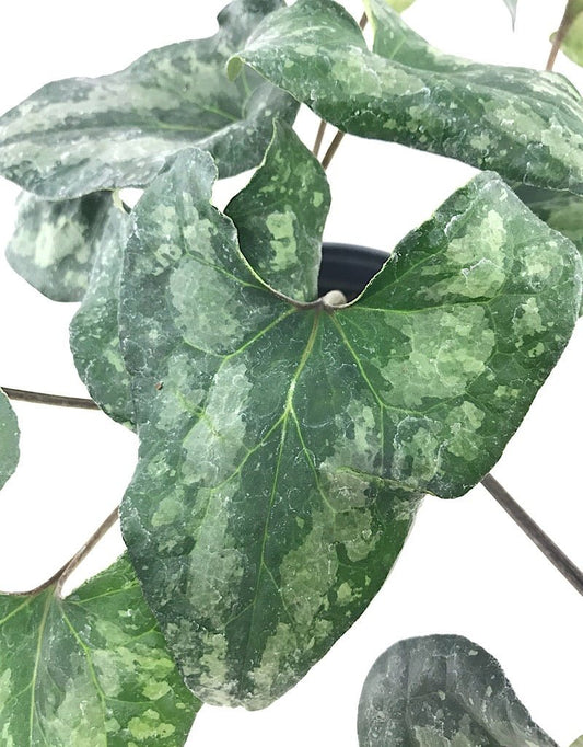 Asarum s. 'Quicksilver' Quart - The Garden Corner