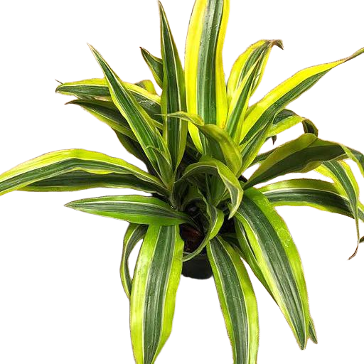 Dracaena deremensis 'Lemon Lime'