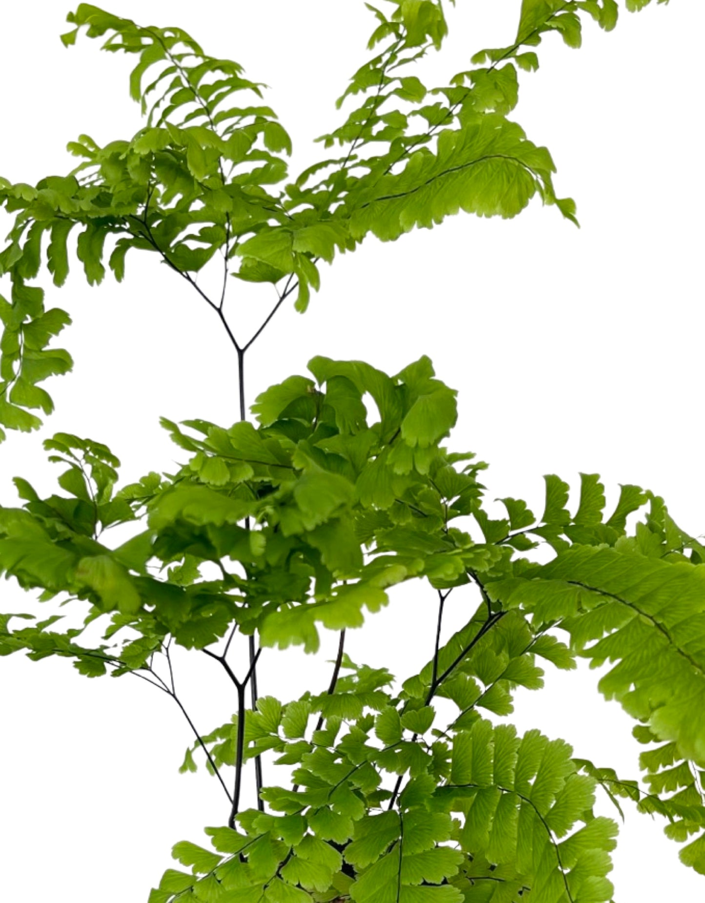 Adiantum pedatum