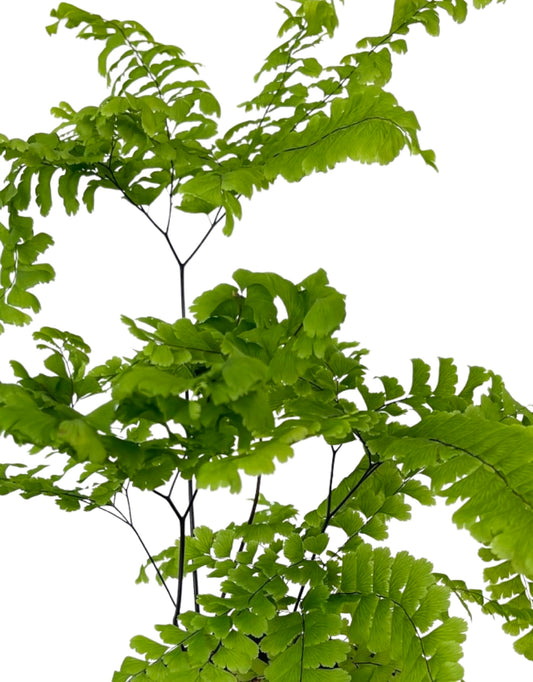 Adiantum pedatum