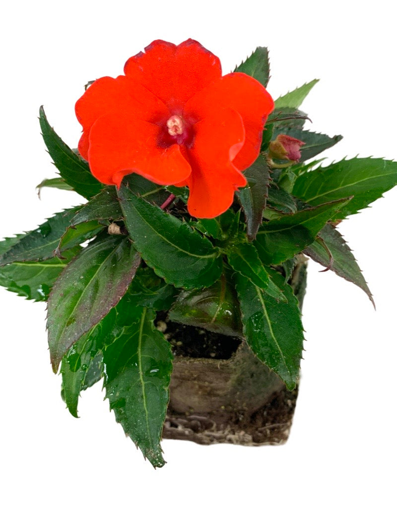 Sunpatiens 'Compact Electric Orange'