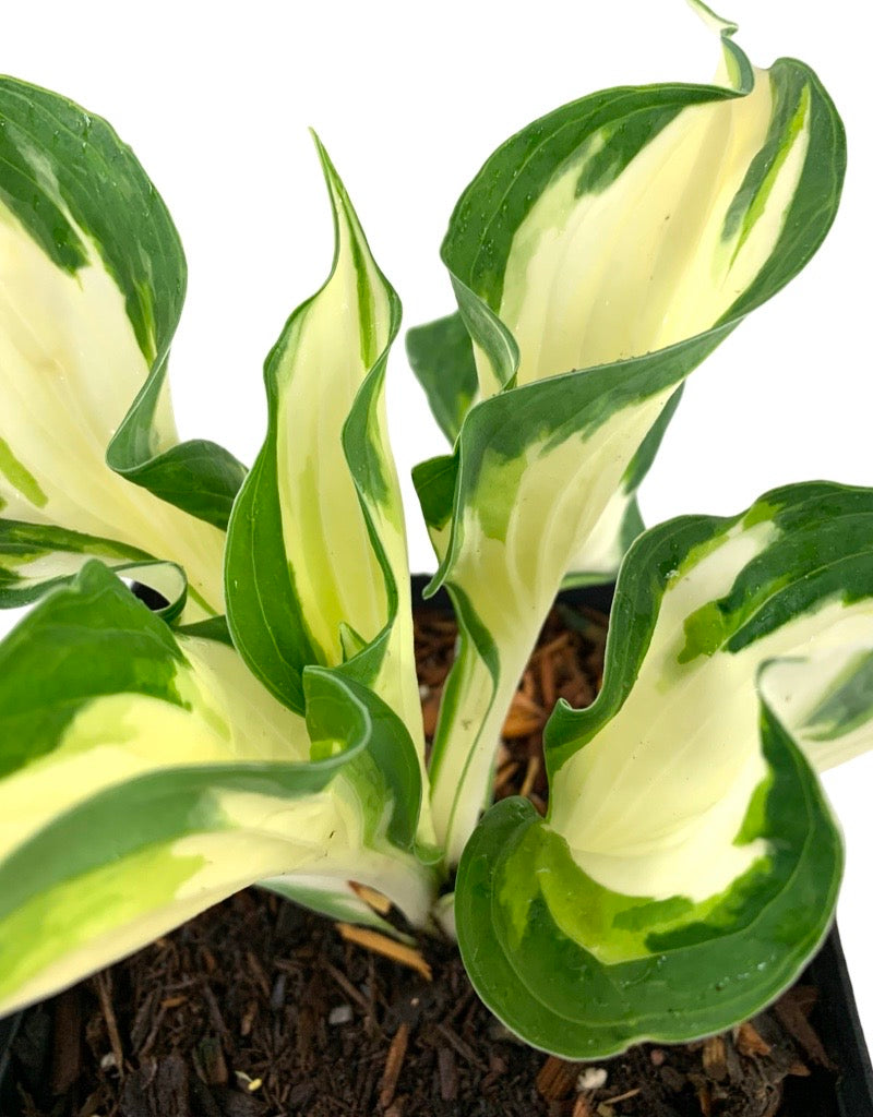 Hosta 'Fire and Ice'