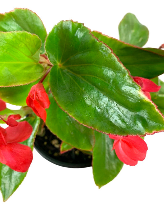 Begonia 'Dragon Wing Red' 6 Inch - Annuals