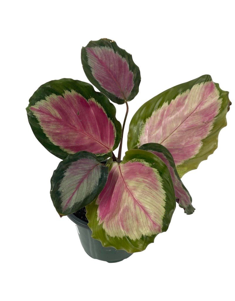 Calathea roseopicta 'Rosy' - The Garden Corner
