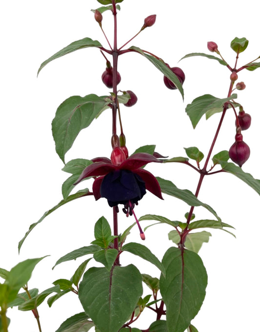 Fuchsia 'DebRon's Smokey Blue' - The Garden Corner