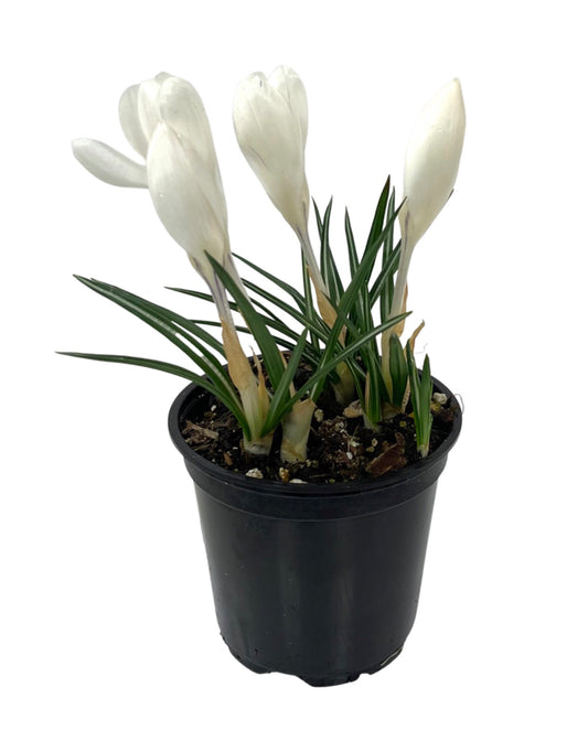 Crocus vernus 'Jeanne d'Arc' 4 Inch