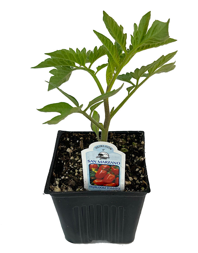 Tomato 'San Marzano'