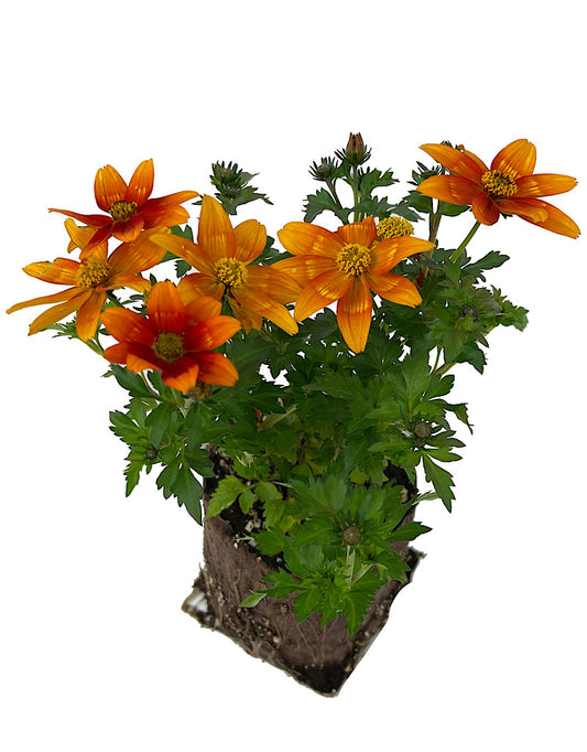Bidens 'Bidyboom Bonfire'