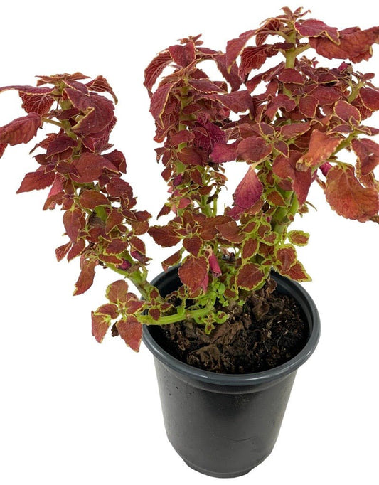 Coleus 'Sedona Sunset' Quart - The Garden Corner