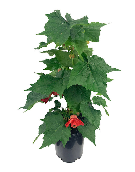Abutilon 'Strybing Red' 1 Gallon