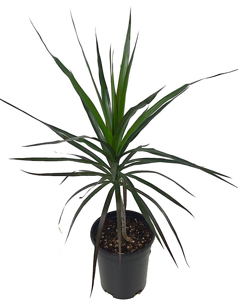 Dracaena marginata 'Magenta' - House Plants