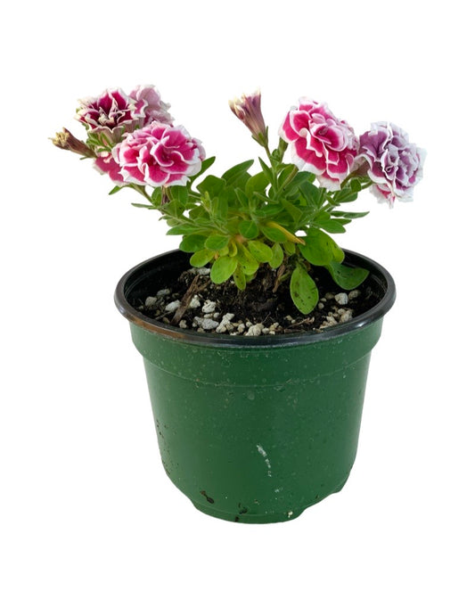 Petunia 'Pink Diamond'