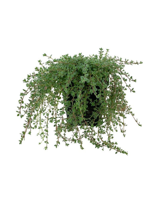 Thymus praecox 'Pseudolanuginosus' - The Garden Corner