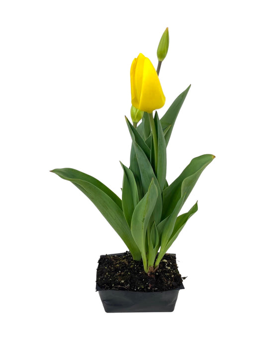 Tulip 'Kikomachi' Pack