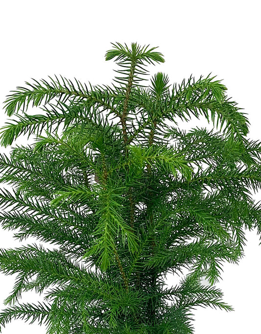 Araucaria heterophylla