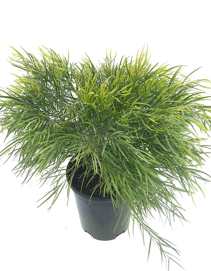 Acacia cognata 'Cousin ltt' 1 Gallon