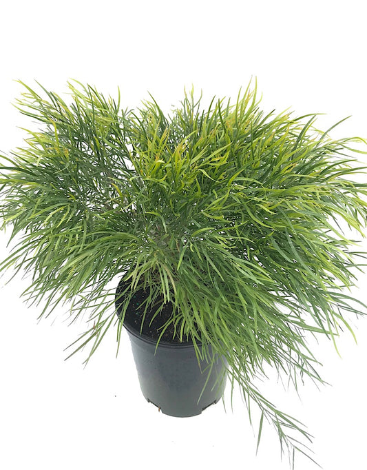 Acacia cognata 'Cousin ltt' 1 Gallon