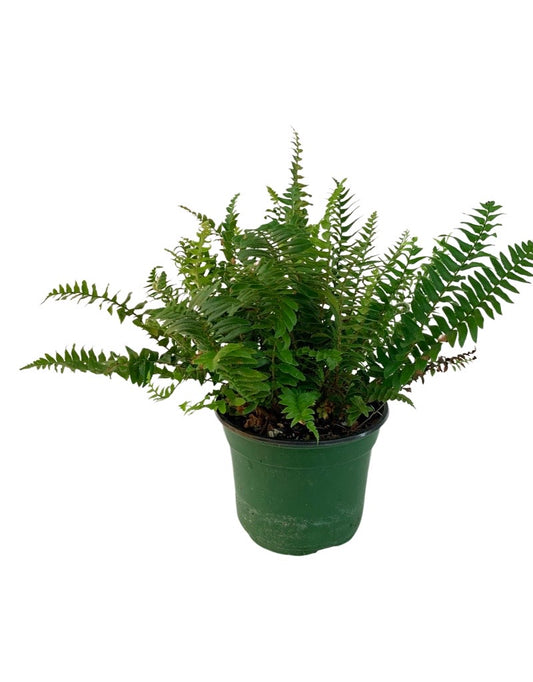 Polystichum munitum 'Western Sword Fern'