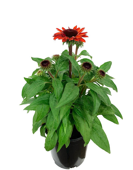 Echinacea 'Sombrero Sangrita' 1 Gallon - The Garden Corner