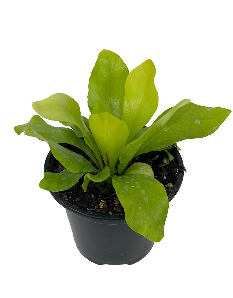 Asplenium nidus 'Antiquum'