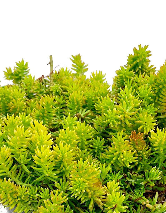 Sedum 'Sunsplash' - 1 gal - The Garden Corner