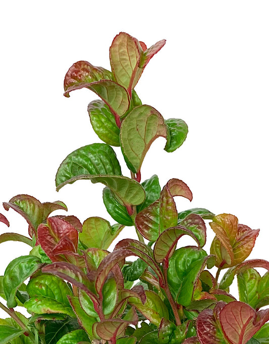 Leucothoe 'Curly Red' Quart
