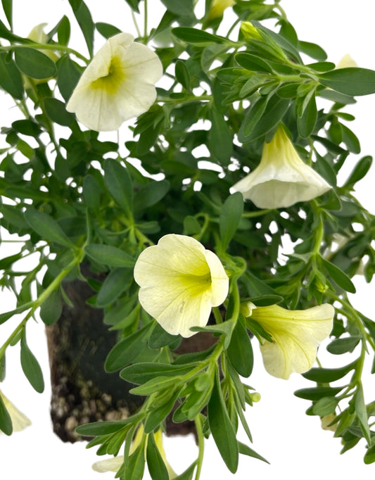 Calibrachoa  Superbells Yellow Chiffon  4 Inch