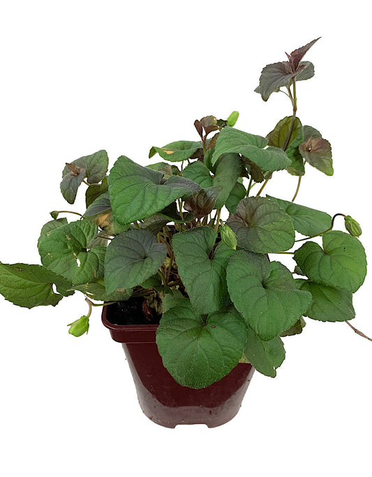 Viola Labradorica 4 Inch - Perennials