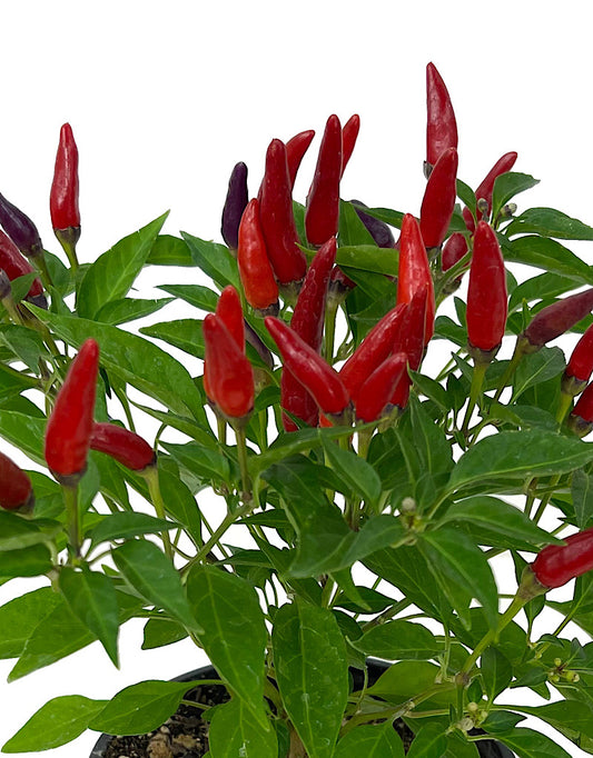 Capsicum annuum 'Sangria' Quart