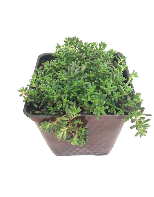 Sedum album 'Red Ice' - 4 inch - The Garden Corner