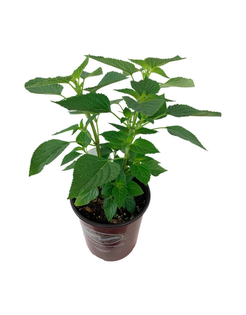 Salvia 'Amistad'