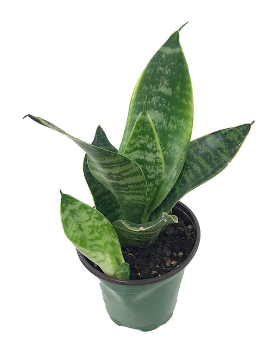 Sansevieria fut. 'Robusta' - 4 inch - The Garden Corner