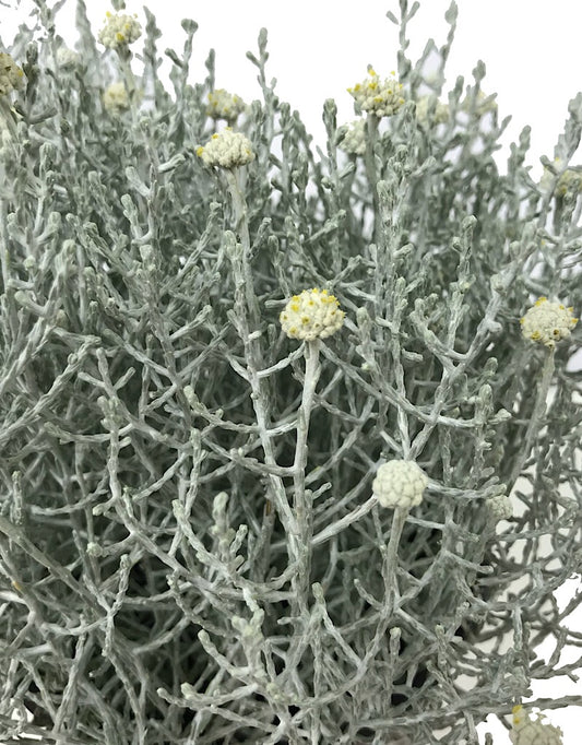 Calocephalus brownii 1 Gallon