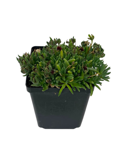 Delosperma 'Jewel of the Desert'