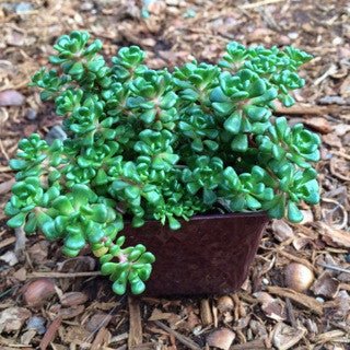 Sedum oreganum 4 Inch - The Garden Corner