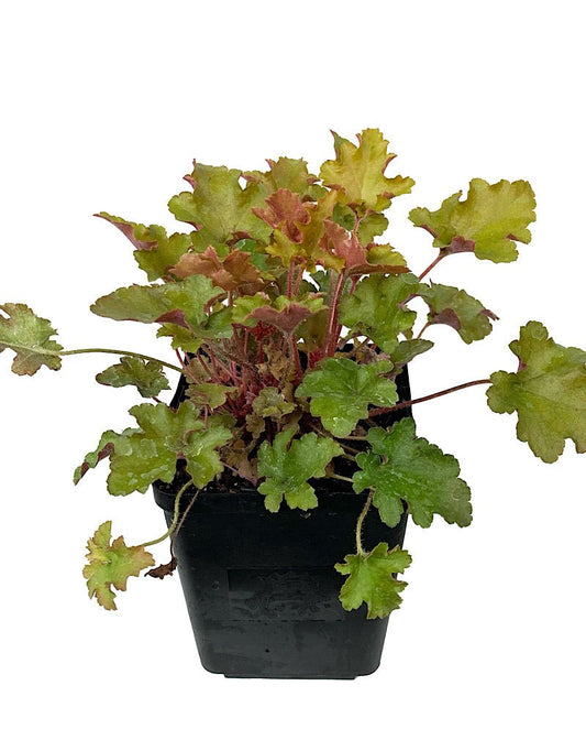 Heuchera 'September Morn' - The Garden Corner