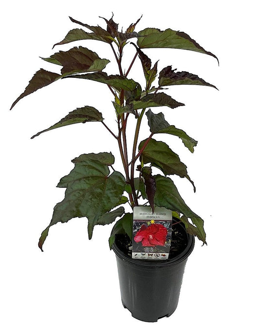 Hibiscus 'Midnight Marvel' 1 Gallon - The Garden Corner