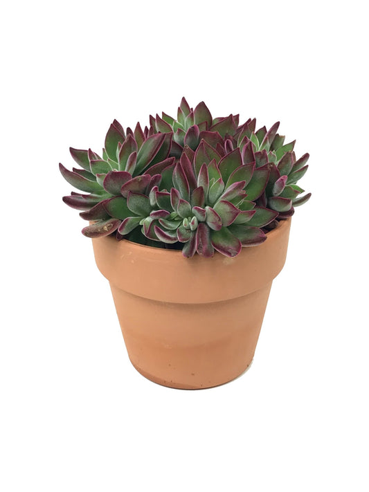 Echeveria €˜Devotion Planter 5 inch - The Garden Corner