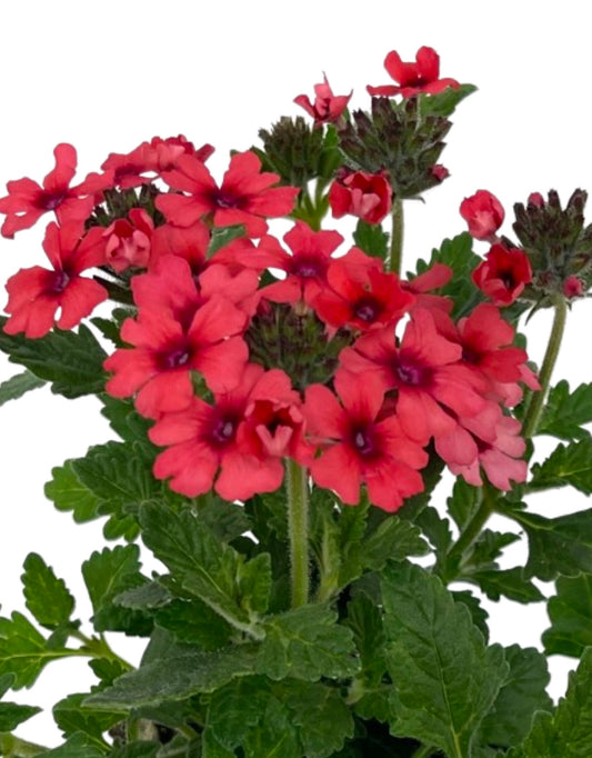 Verbena 'Lascar Mango Orange'