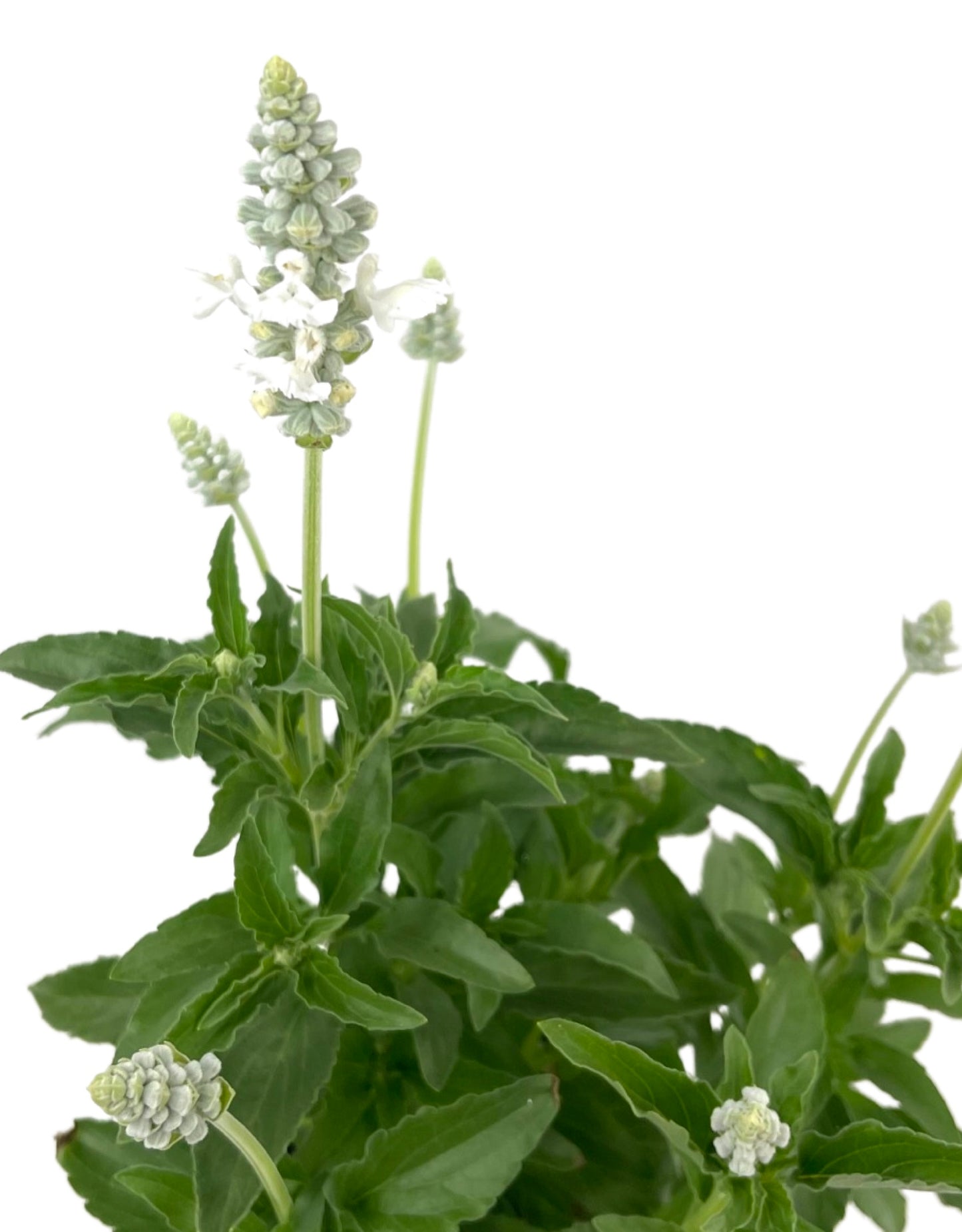 Salvia 'Pure White' - Annuals