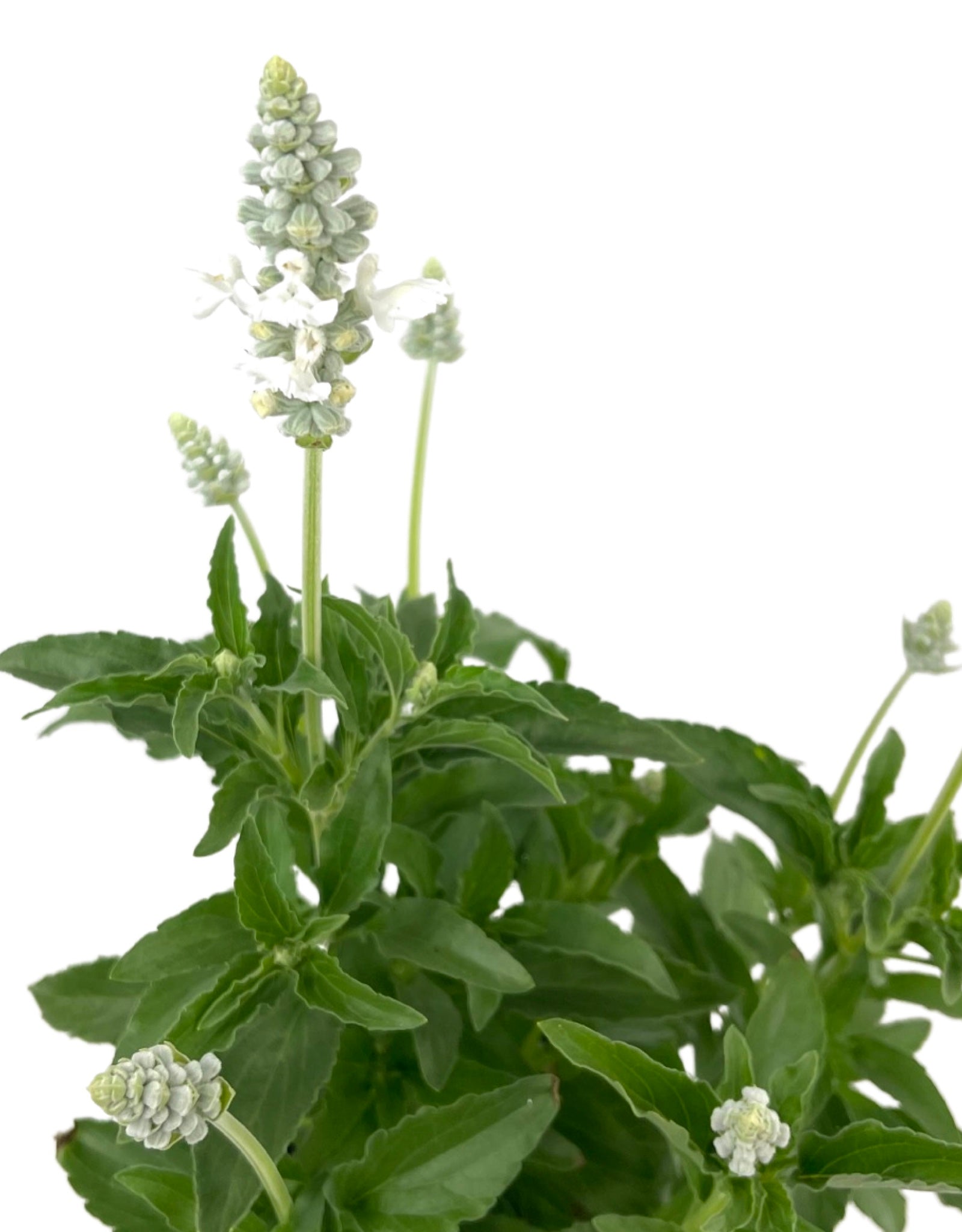 Salvia 'Pure White' - Annuals