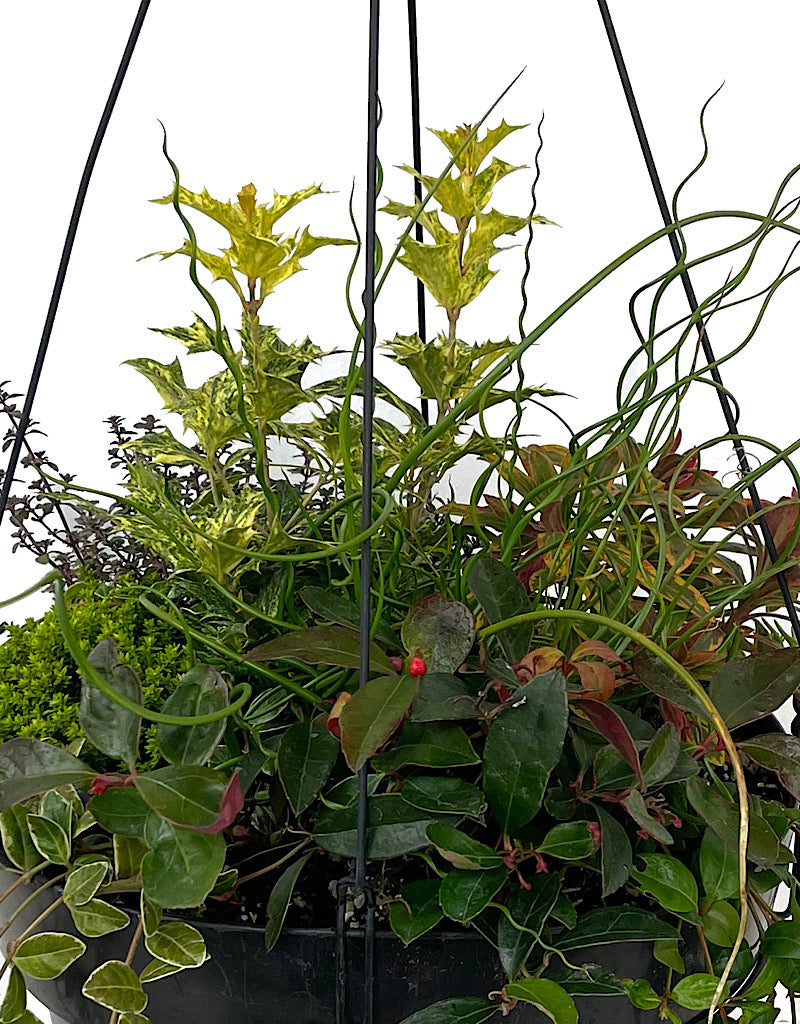 Hanging Garden 18 - Planters