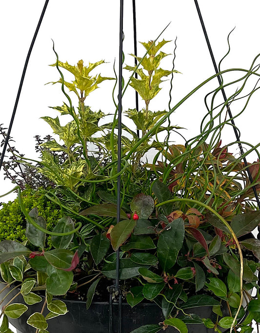 Hanging Garden 18 - Planters