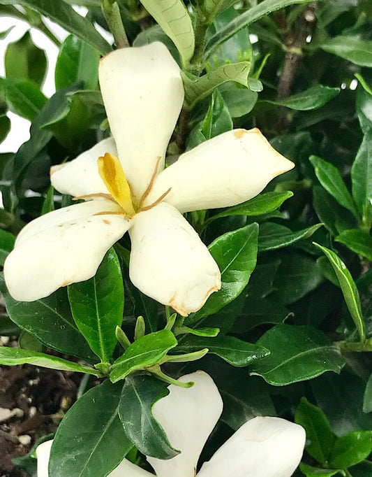 Gardenia jasminoides 'Sweet Star' 2 gal - The Garden Corner
